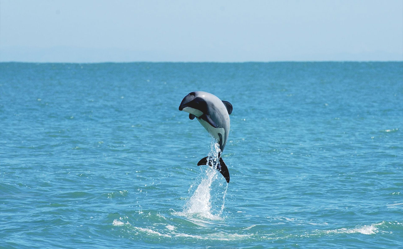 Hector's dolphins swimming alongside visitors in Akaroa Harbour, New Zealand