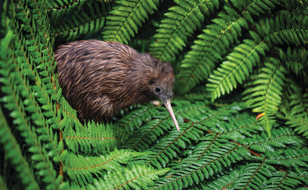 Kiwi bird nestled amongst the native vegetation in New Zealand