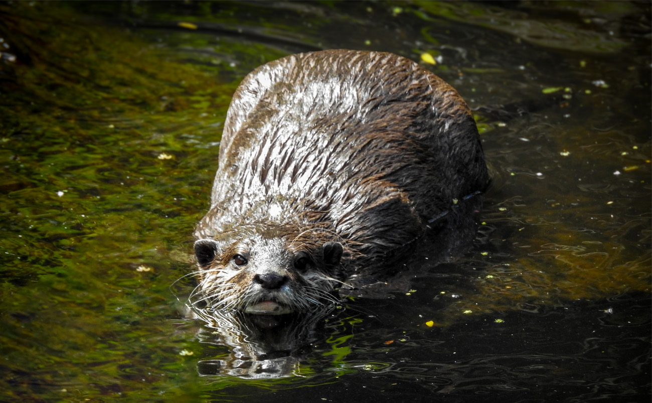 An otter swimming in the habitat enclosure at Willowbank Wildlife Reserve, Christchurch, New Zealand