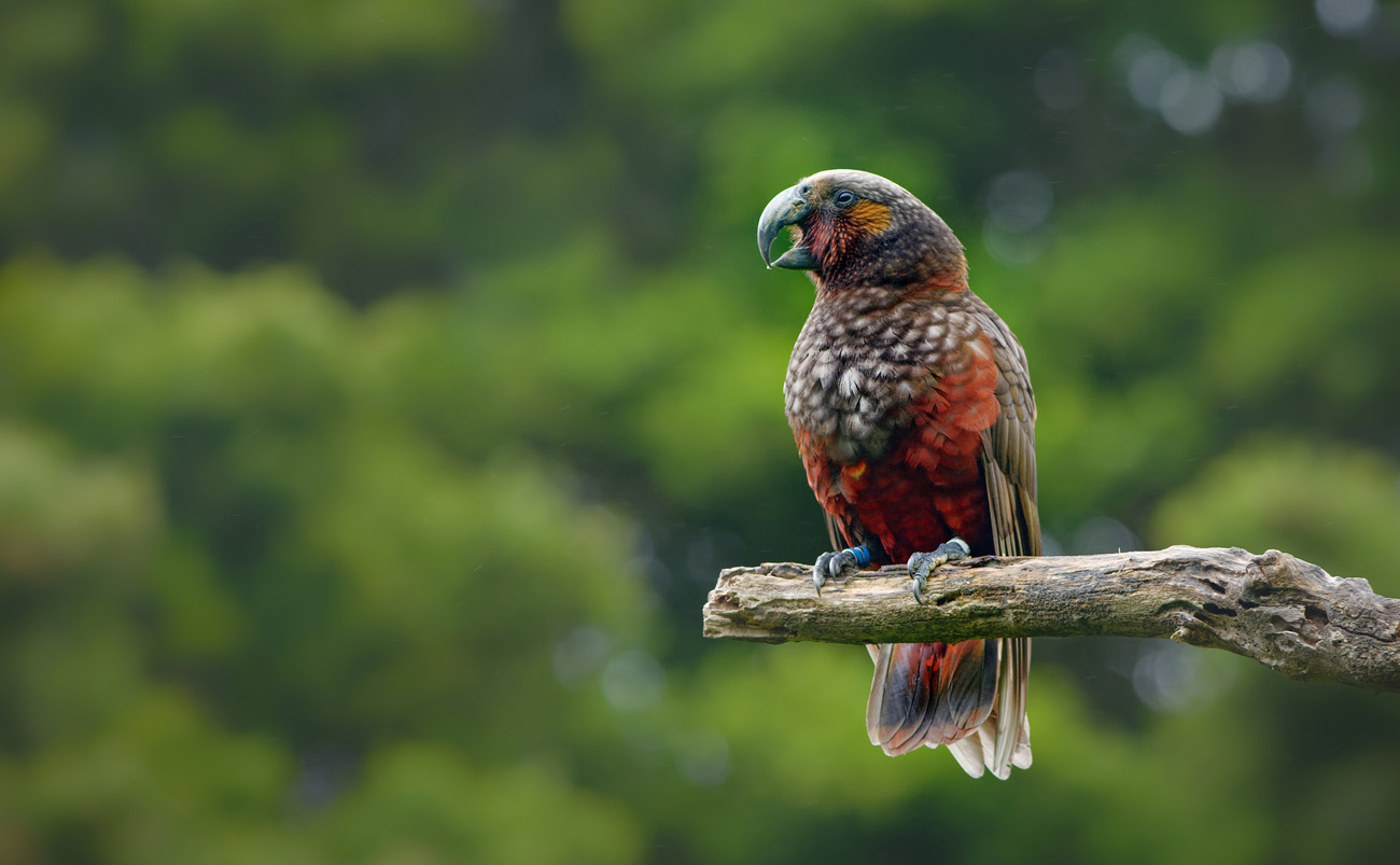 Native kākā parrot at Zealandia Ecosanctuary in Wellington, New Zealand
