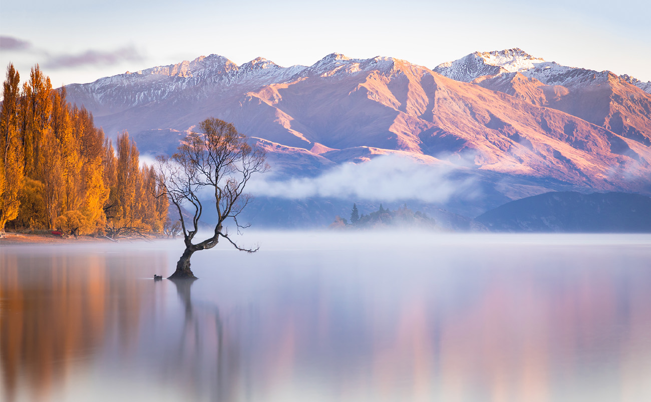That Wānaka Tree standing in the waters of Lake Wānaka at sunrise