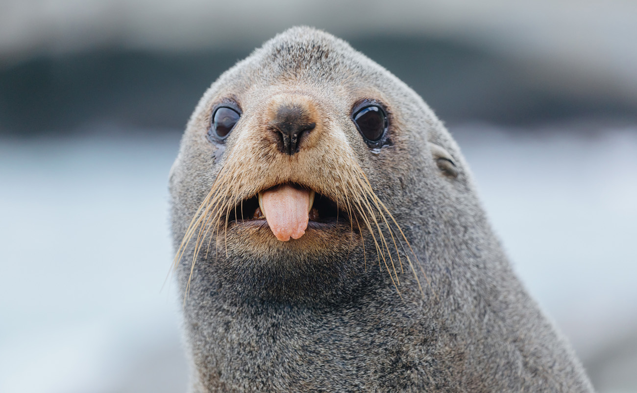New Zealand fur seal resting on coastal rocks near Cape Palliser, North Island New Zealand