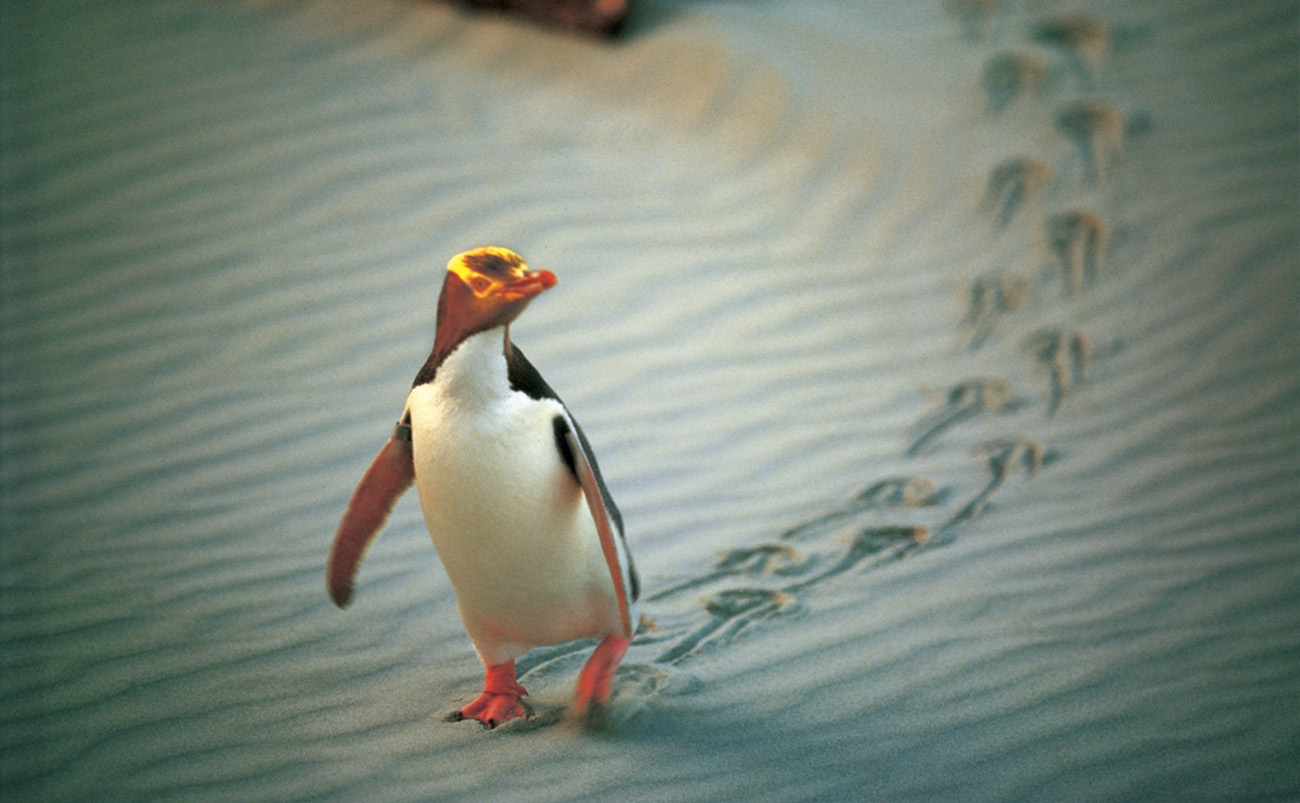 Yellow-eyed penguin returning from the sea on the Otago Peninsula, New Zealand